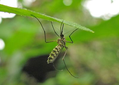 mosquito da dengue K rayker