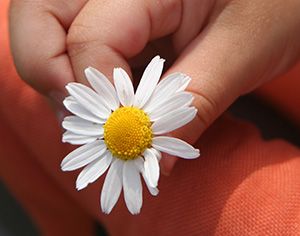 mão de criança segurando flor